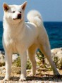 /album/fotogaleria/akita-inu-jpg/